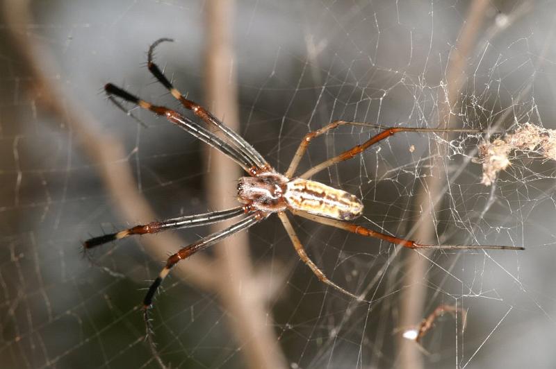 Tetragnatha_ZZ393_D4206_Z_82_Alexandra hills Brisbane_Australie.jpg